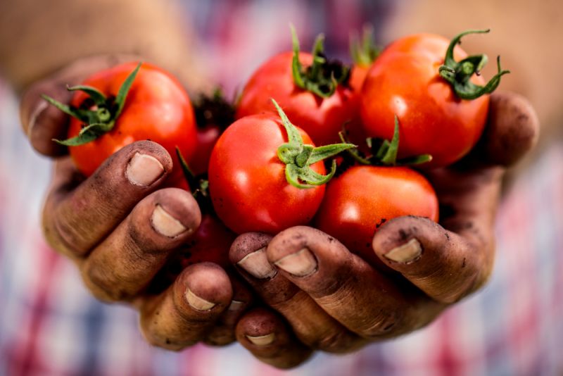 Día Mundial de la Alimentación